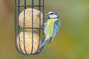 Ball: Blue tit (Cyanistes caeruleus) wildlife, at the