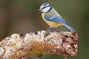 251020: Blue Tit ( Cyanistes caruleus) on a birch trunk