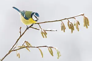 Hazelnut: Blue Tit ( Cyanistes ccruleus) on a branch with