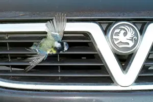 Roadkill: Blue tit, dead, caught in radiator grille of Vauxhall car