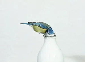 Stealing: Blue TIT - drinking from milk bottle