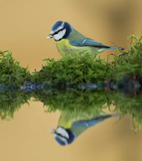 Familiar: Blue Tit - eating seed at pool with reflection - Winter