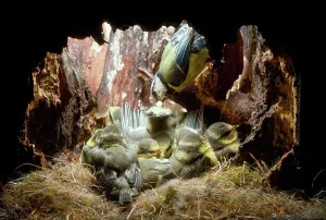 Faeces: Blue Tit - excrements removed by parents