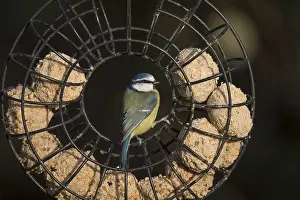 Feeders: Blue Tit - on Fatball Feeder - Cornwall - UK