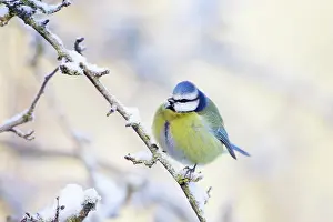 Puffed: Blue Tit - Feathers puffed up to conserve heat