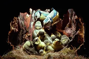 Monica Goth: BLUE TIT - Feeding 16 day old chicks