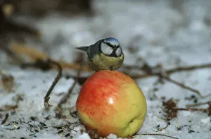 Apples: BLUE TIT - feeding on apple, in snow