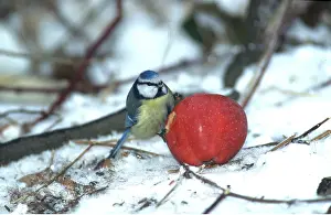 Apple: BLUE TIT - feeding on apple, in snow