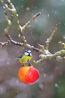 Falling: Blue Tit - feeding on apples in falling snow