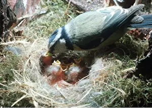 Begging: BLUE TIT - Feeding newly hatched nestlings