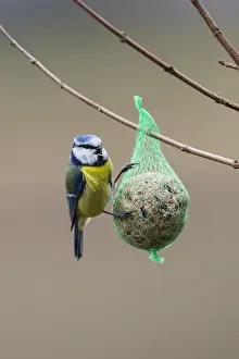 Feeders: Blue Tit - feeding on suet feeder in winter, North