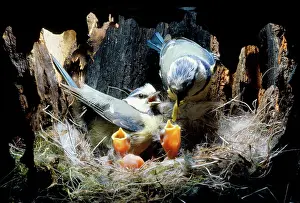 Monica Goth: BLUE TIT - Feeding young inside nest hole