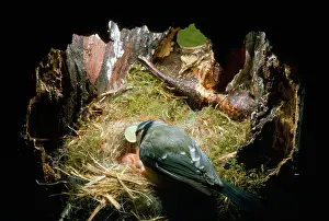 Monica Goth: BLUE TIT - Female picks egg shells out of nest