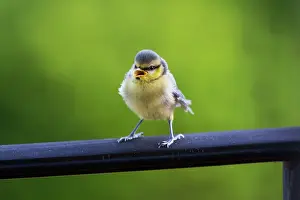 Begging: Blue Tit, fledgling calling to parents and begging