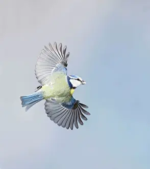 Caeruleus: Blue Tit - in flight