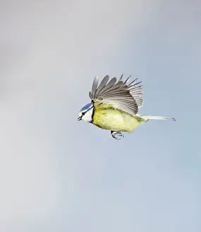 Caeruleus: Blue Tit - in flight