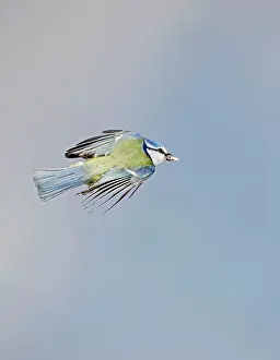Caeruleus: Blue Tit - in flight with seed in mouth