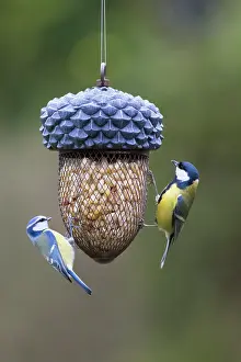 Cyanistes: Blue Tit and Great Tit - at a bird feeder - Germany