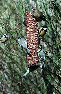 Nuts: BLUE TIT, Great Tit and Greenfinch on nut feeder