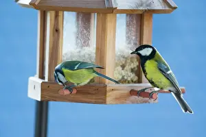 Nuts: Blue Tit and Great Tit, (Parus major) at feeding