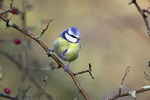 Hawthorne: Blue Tit - In hawthorne bush