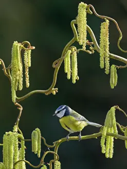 Hazel: Blue Tit on hazel catkins