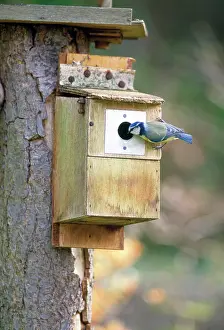 Inspecting: Blue Tit - inspecting nesting box