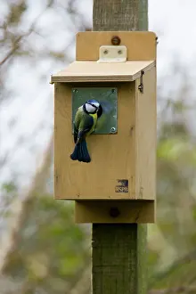 Ailsa Hopkin: Blue tit - inspecting RSPB nestbox