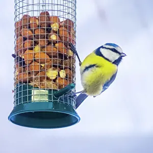 Curiosity: Blue tit looking for nuts