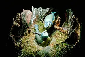 Monica Goth: Blue Tit - male feeding female in nest hole