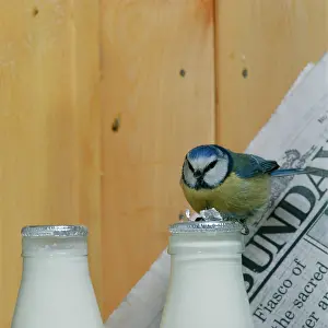 Newspaper: Blue TIT - at milk bottle