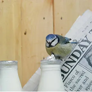 Newspaper: BLUE TIT - on milk bottle