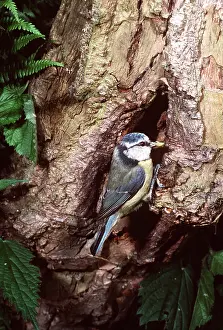 Tits: BLUE TIT - At nest