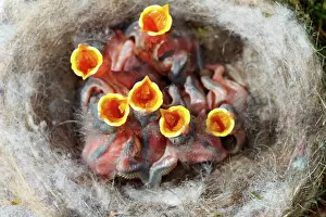Jeunes: BLUE TIT IN THE NEST
