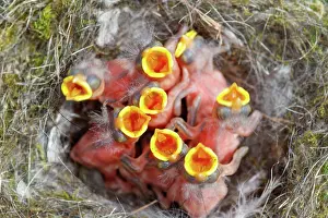 Jeunes: BLUE TIT IN THE NEST