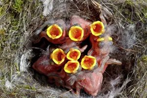 Jeunes: BLUE TIT IN THE NEST