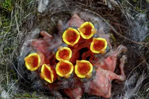 Jeunes: BLUE TIT IN THE NEST