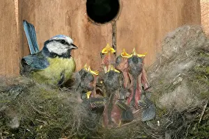 Nestbox: Blue Tit - at nest in nestbox with young