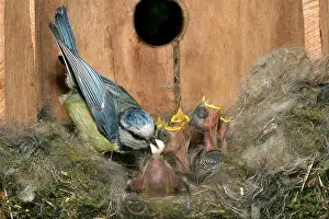 Removing: Blue Tit - at nest with young, removing faecal