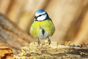 Parus: Blue Tit (parus caeeruleus) Germany