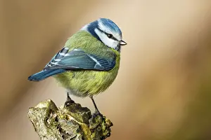 Parus: Blue Tit (parus caeeruleus) Germany