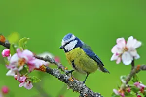 Solms: Blue Tit (Parus caeruelus) on a flowering apple
