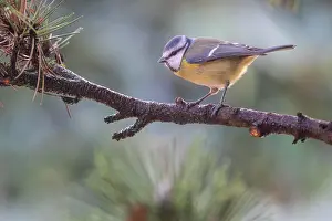 Caerulea: Blue Tit (Parus caerulea), Emsland, Lower Saxony