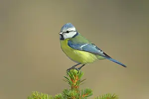 Spruce: Blue tit (Parus caerulea) sitting on young spruce