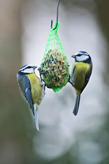 Birdseed: Blue Tit (Parus caerulea) at the Tit Dumpling, Emsland