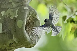 Flies: Blue tit (Parus caeruleus), approaching the breeding den