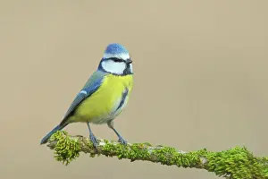 Caeruleus: Blue tit (Parus caeruleus) on a branch covered with