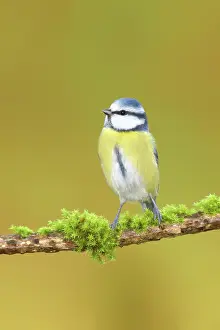 Caeruleus: Blue tit (Parus caeruleus) on a branch covered with