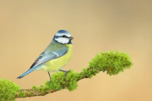 Caeruleus: Blue tit (Parus caeruleus) on a branch covered with