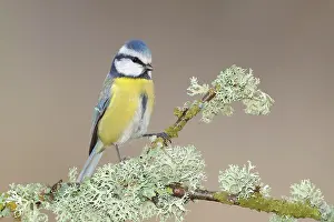 Caeruleus: Blue tit (Parus caeruleus) on a branch overgrown